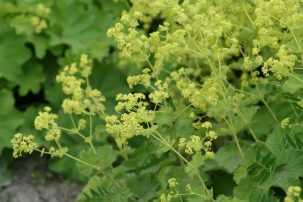 Alchemilla mollis robustica описание